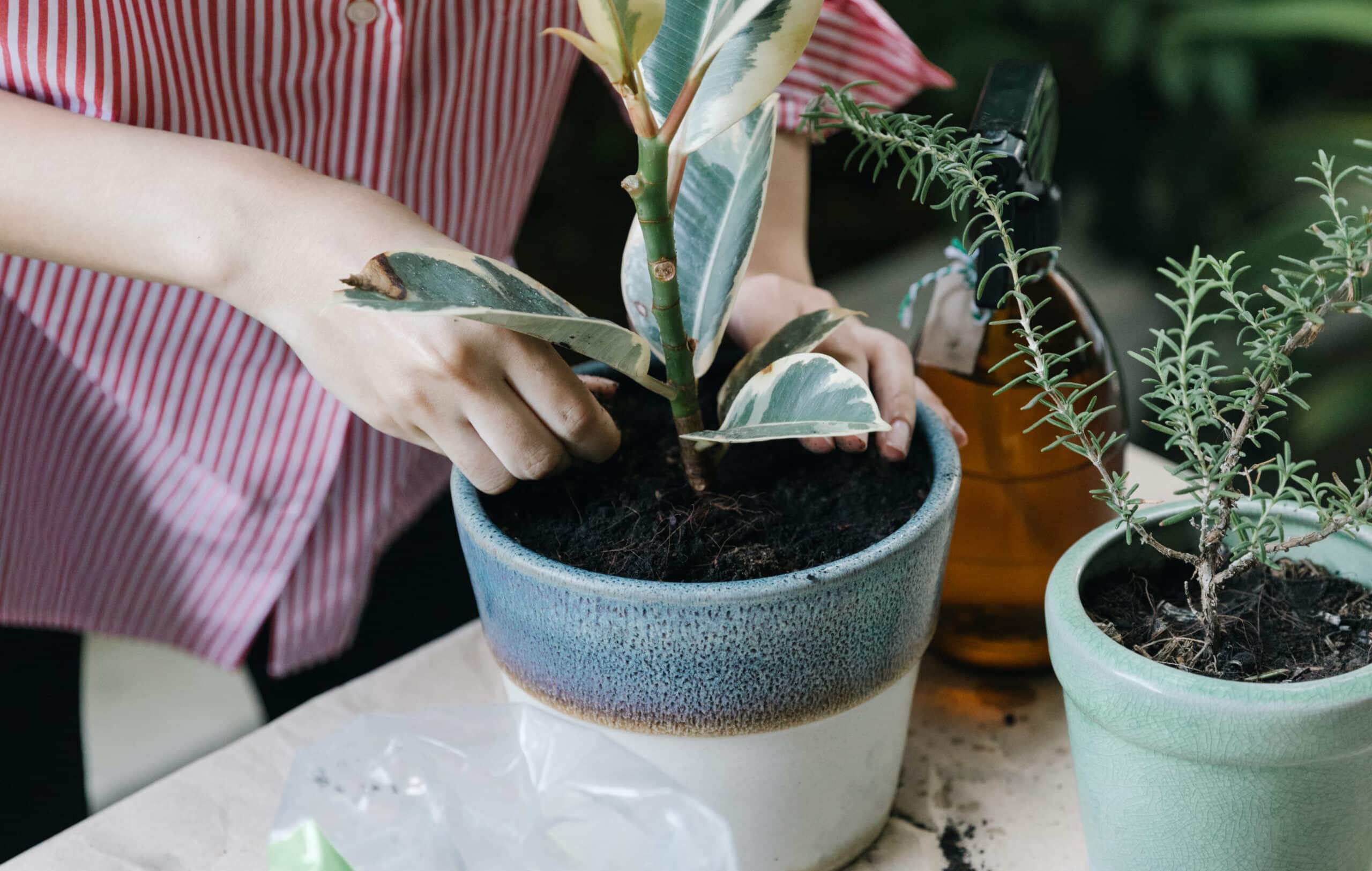 Low Maintenance Gardening Newcastle Low Maintenance Gardening Newcastle
